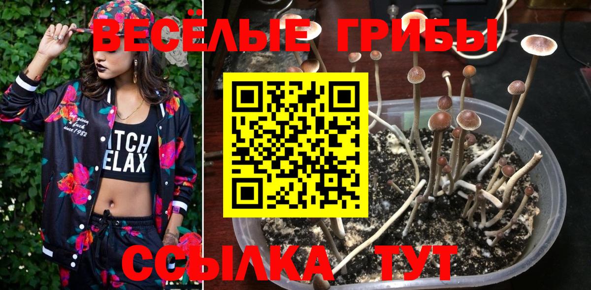 Галлюциногенные грибы мицелий  Вход с VPN  Кингисепп 